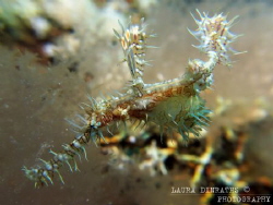 Ornate ghost pipefish (Solenostomus paradoxus) by Laura Dinraths 